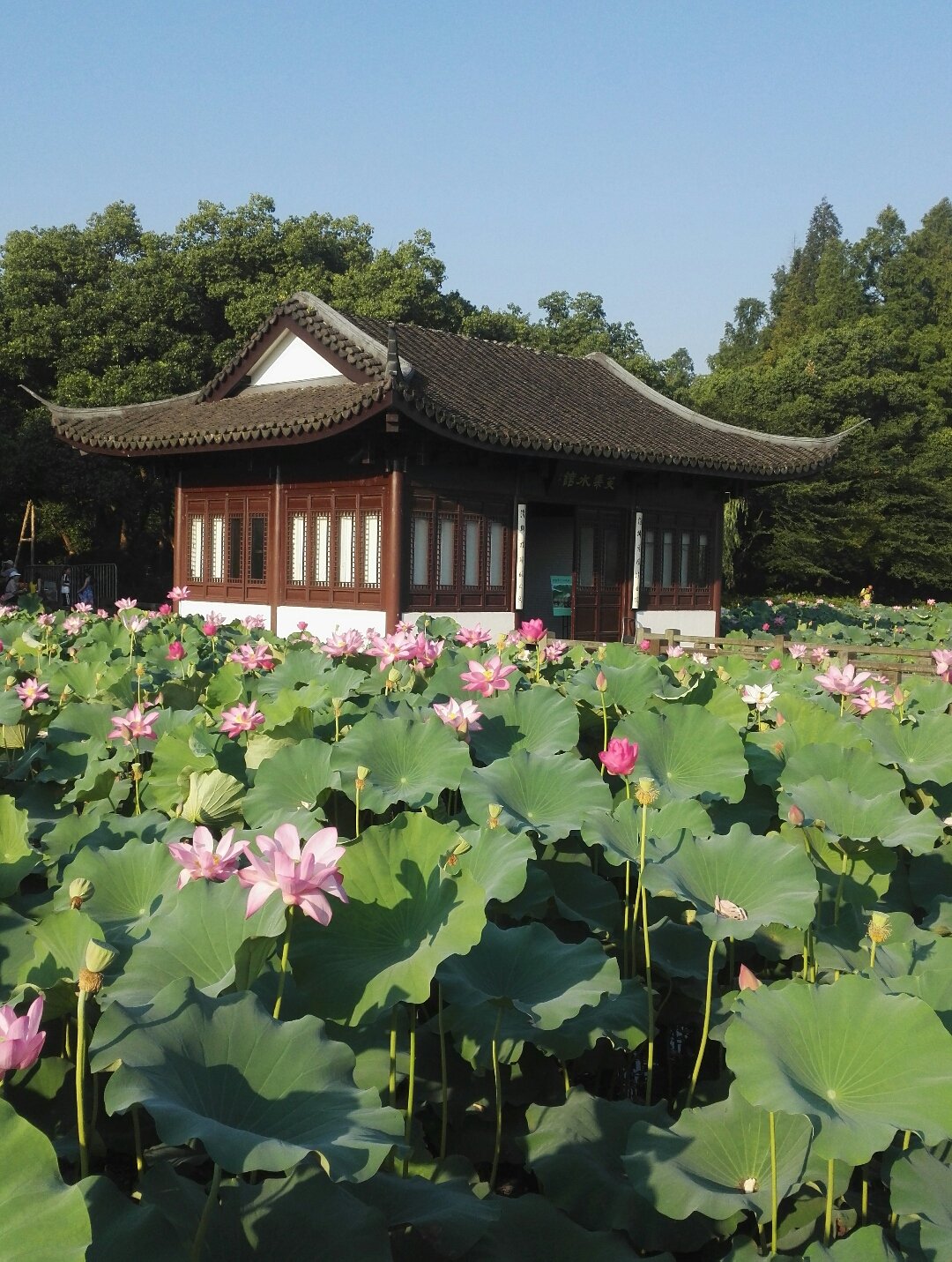 浙江省杭州市西湖区西湖街道杭州西湖风景名胜区杭州西子湖四季酒店