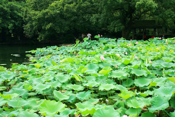 夏天的杭州,曲院风荷的西湖风景