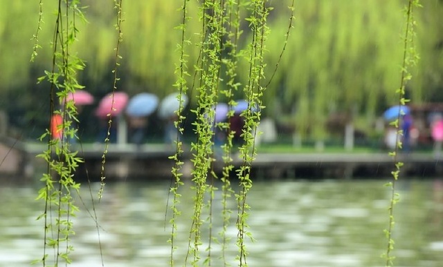 浙江杭州西湖春天美如画,柳树发芽变绿了,花也开了